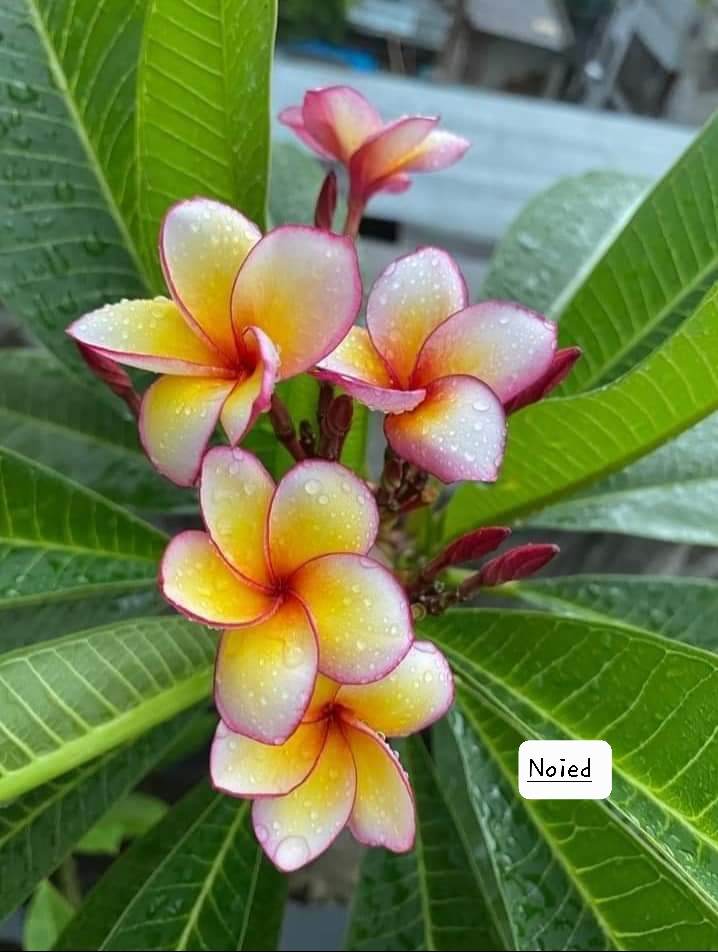 Md shakibul hasan Saikat